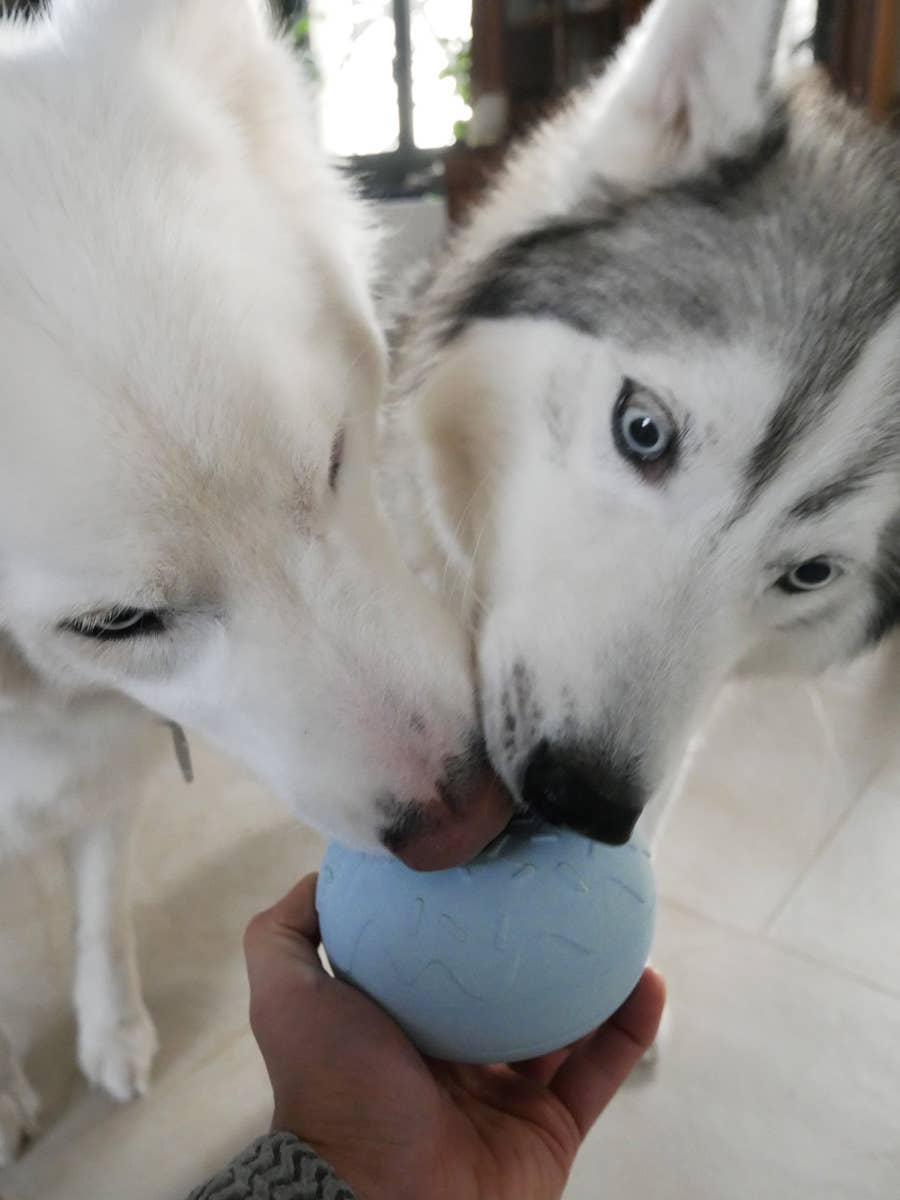 Aktivitetslegetøj til hund - Yoomy Donut - Blå