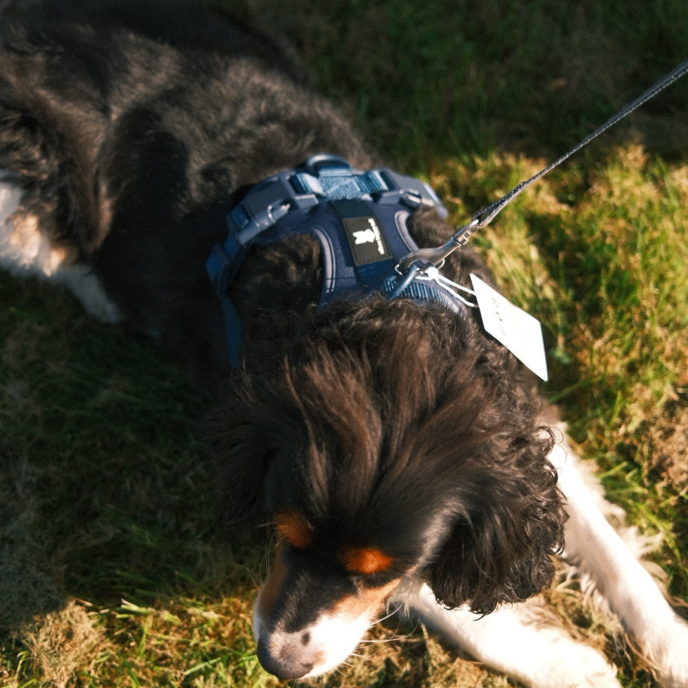 Maui Hundesele Dark Blue