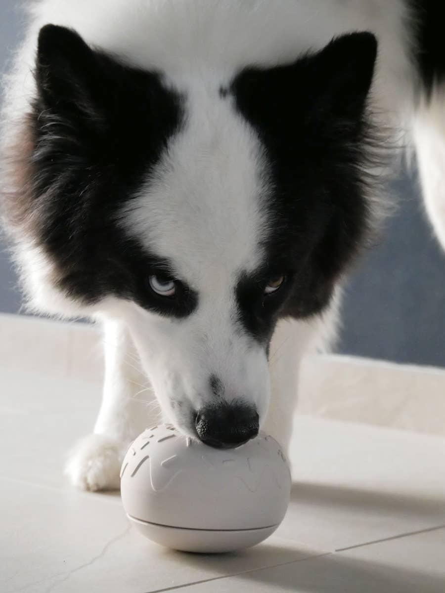 Beskæftigelseslegetøj til hund - Yoomy Donut - Sand