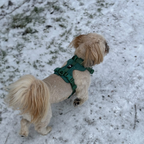 Maui Hundesele Forest Green