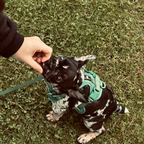 Maui Hundesele Forest Green