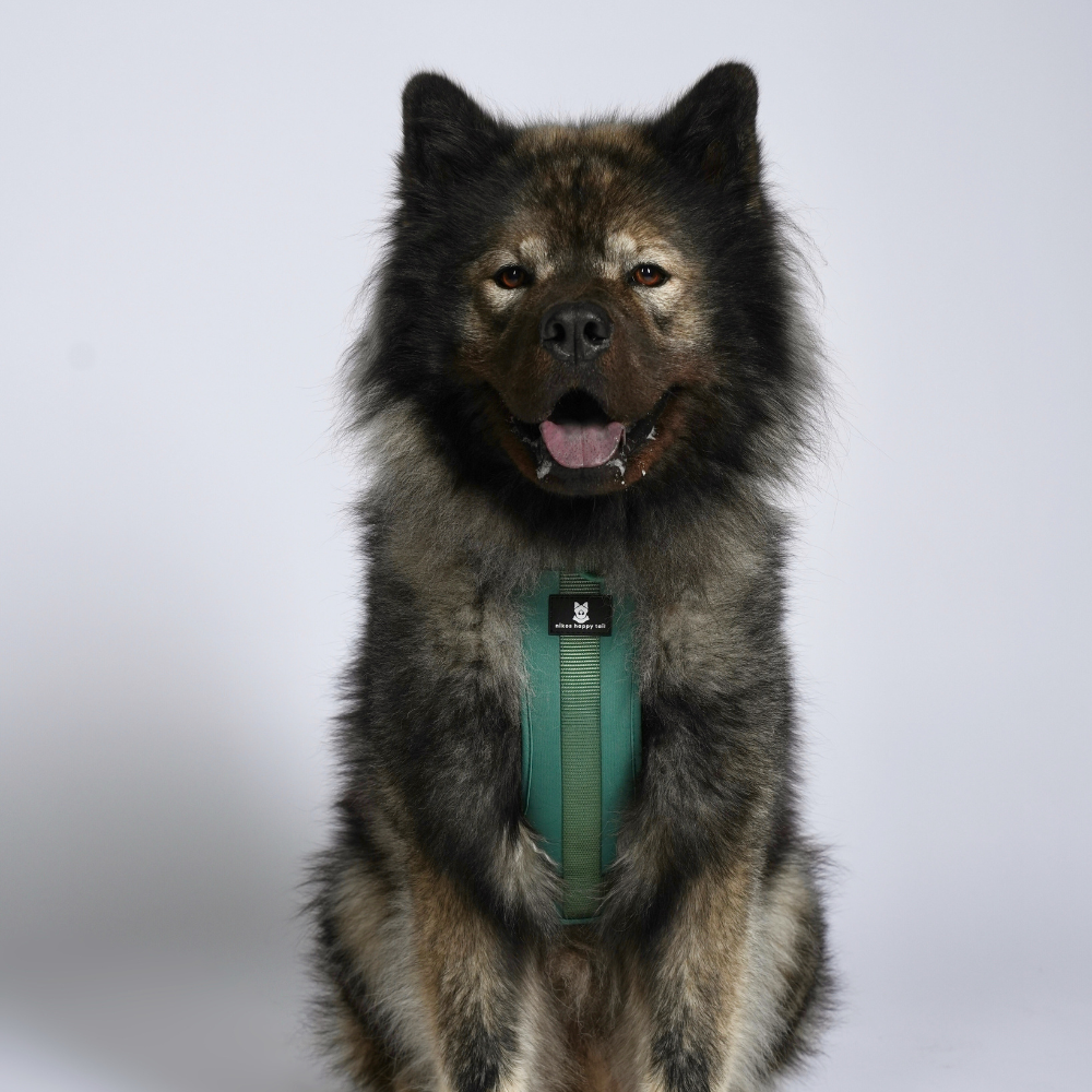 Maui Hundesele Forest Green