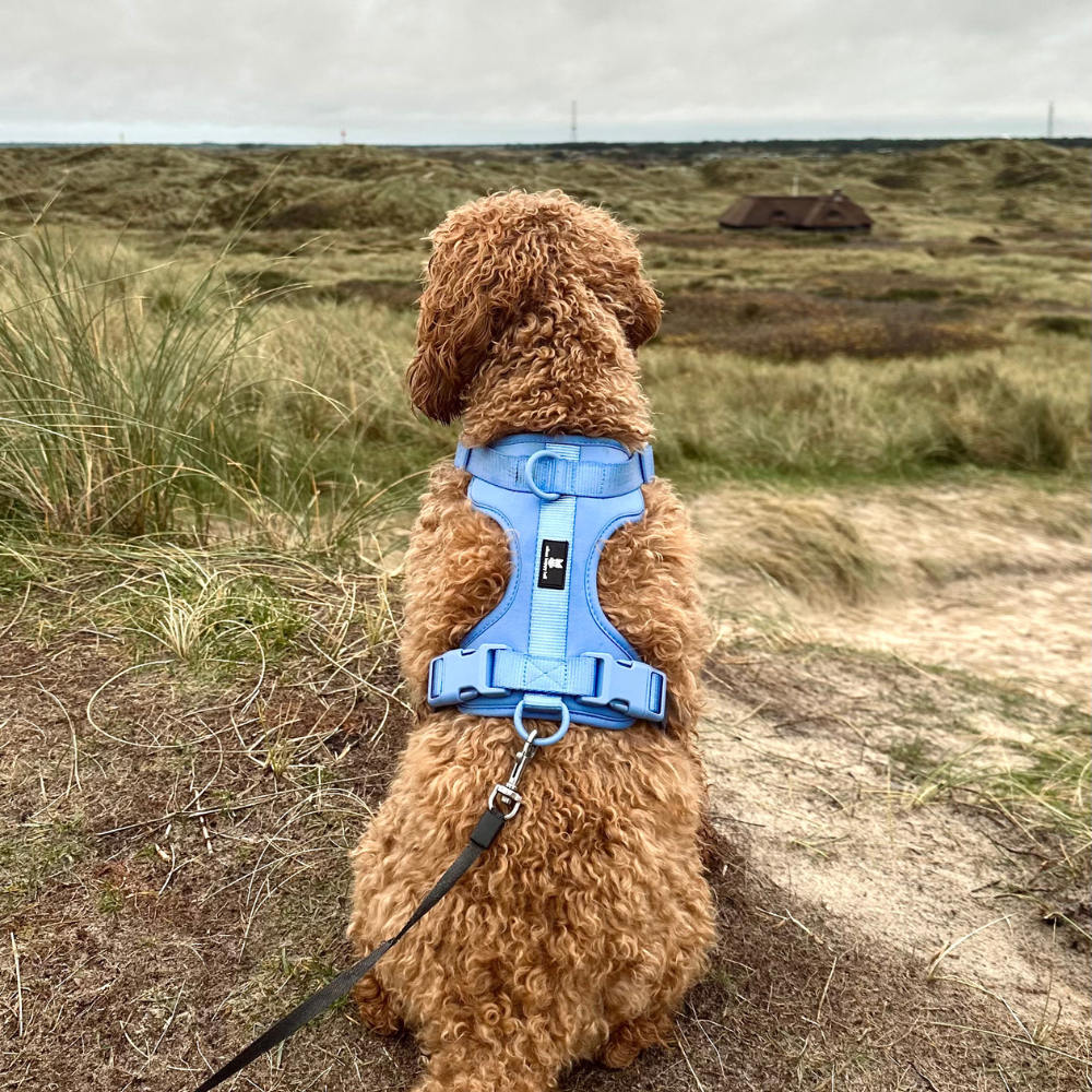 Maui Hundesele Ocean Blue