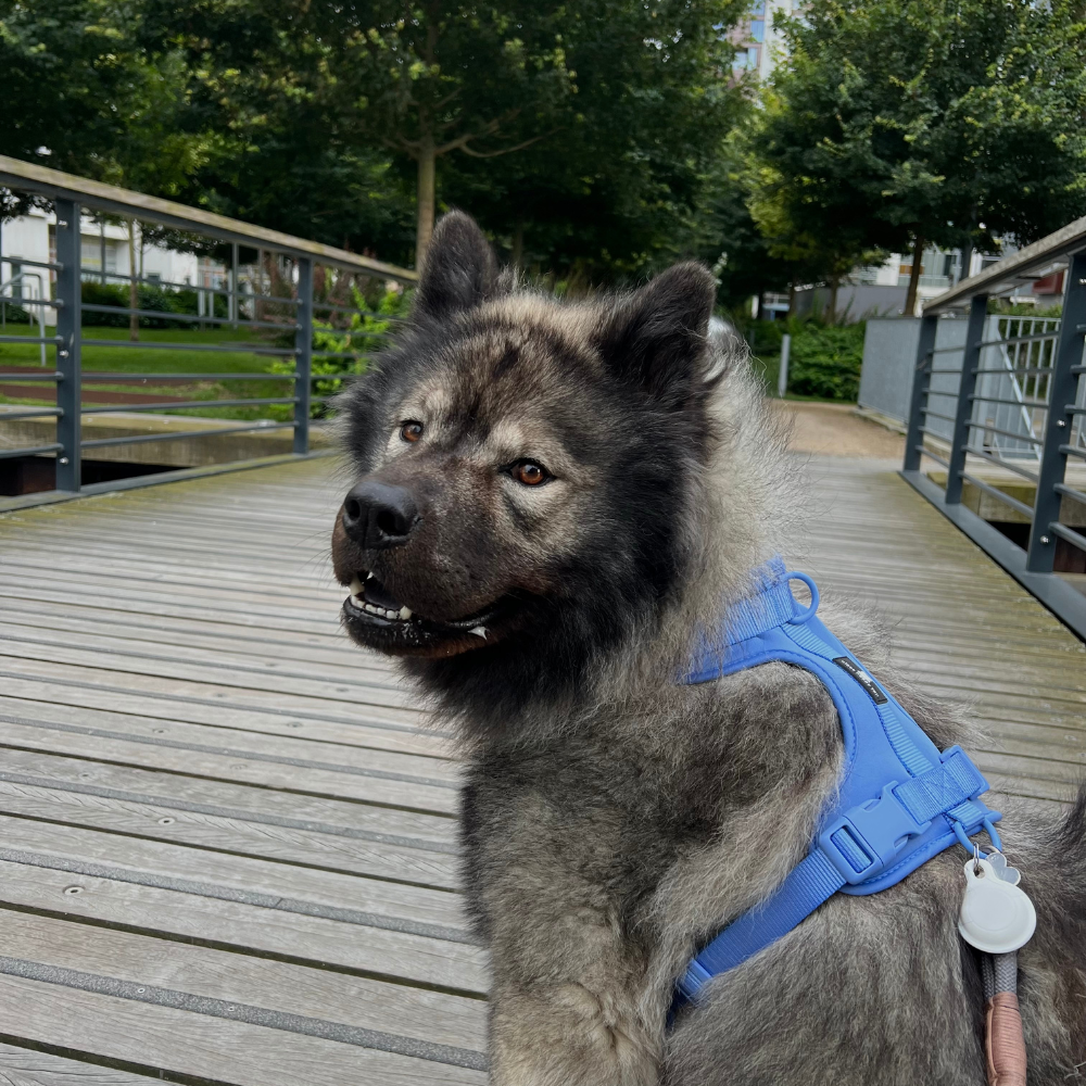 Maui Hundesele Ocean Blue