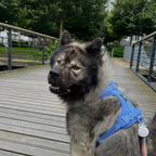 Maui Hundesele Ocean Blue