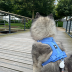 Maui Hundesele Ocean Blue