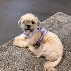 Maui Hundesele Light Purple