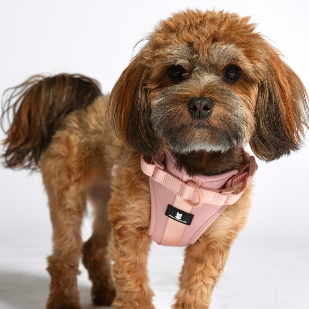 Maui Hundesele Light Rose