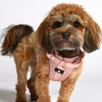 Maui Hundesele Light Rose