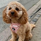 Maui Hundesele Light Rose