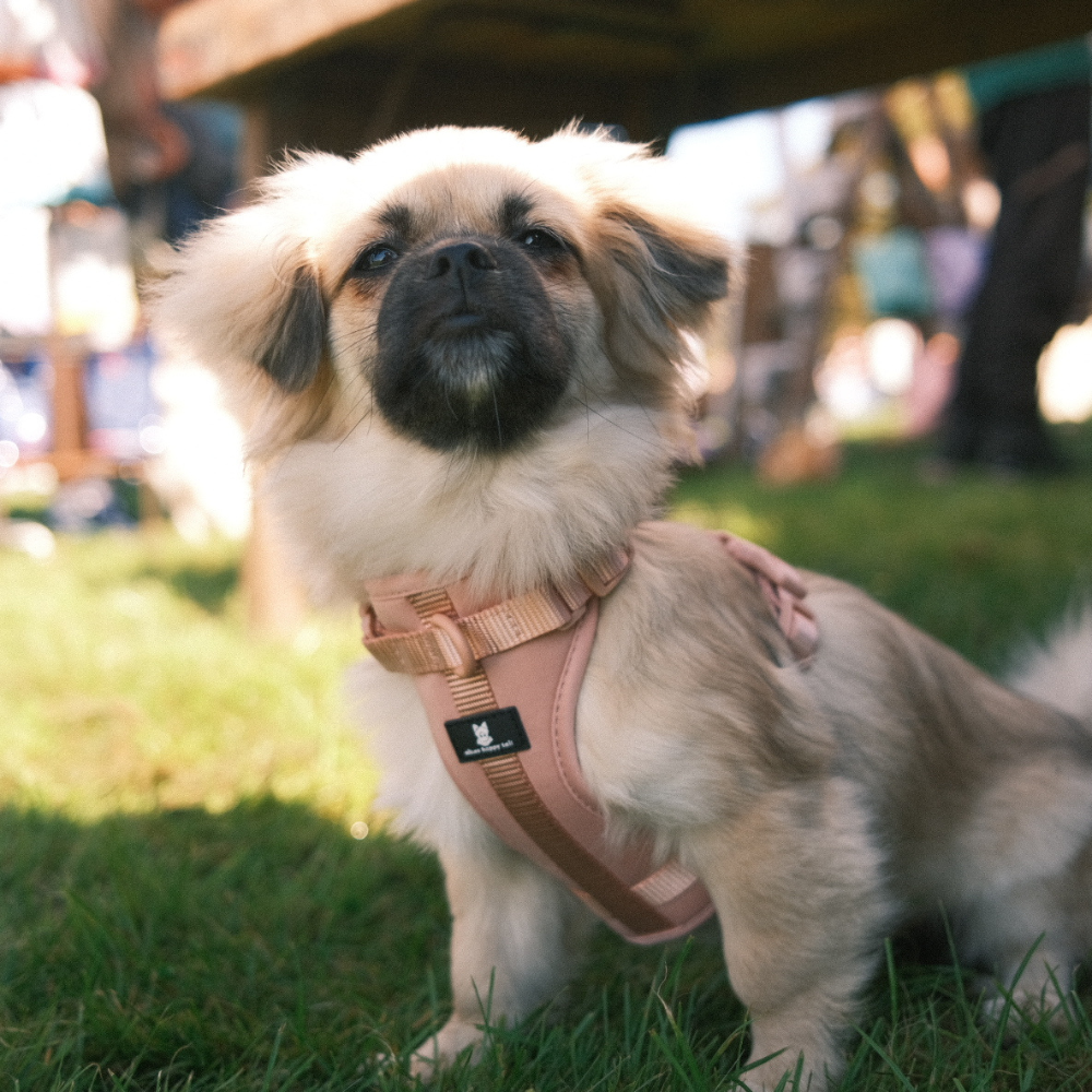 Maui Hundesele Light Rose