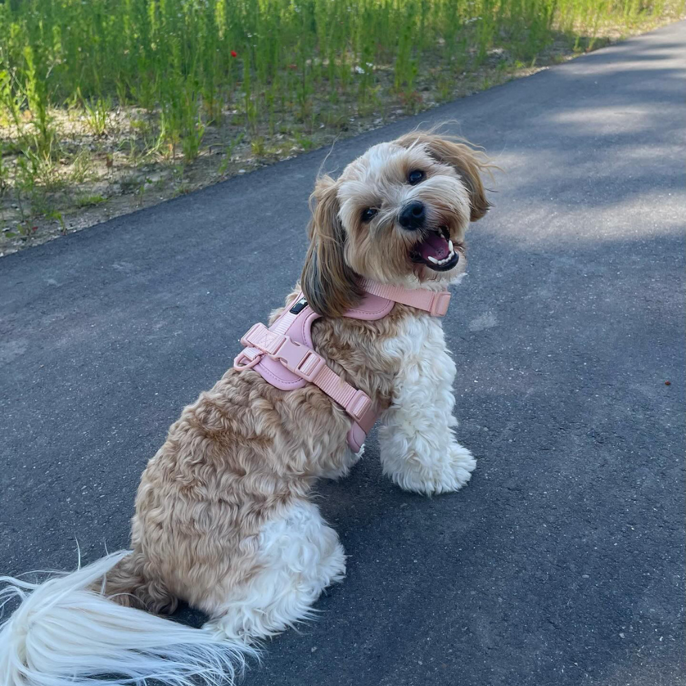 Maui Hundesele Light Rose