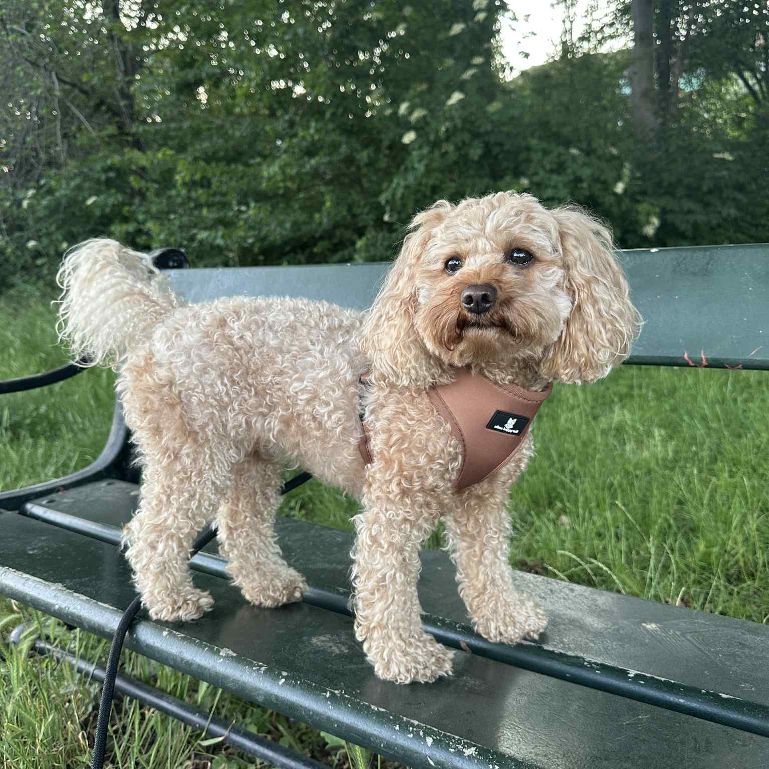 Aiko Hundesele Light Purple