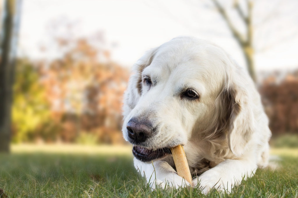 Yaki Cheese Bones - nikos happy tail